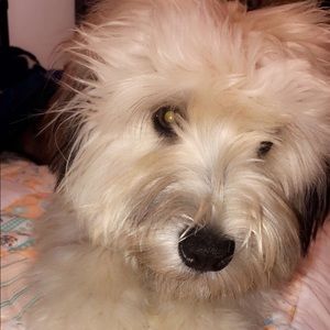 Meet your Posher, Frances